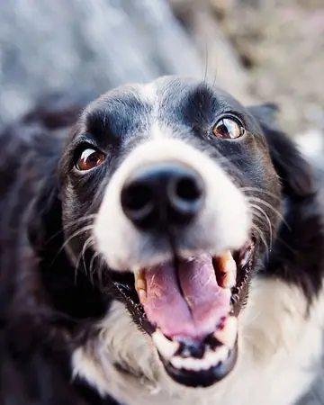 Border Collie looking up