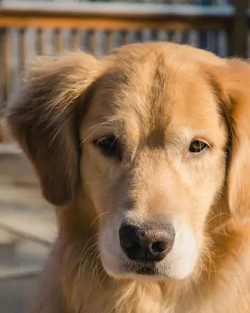 Golden Retriever smiling
