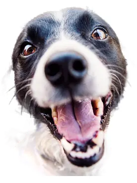 Border Collie sticker